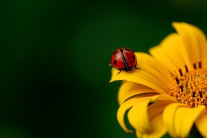 ladybug-3475779_1280